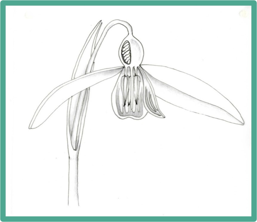 Botany Workshop - Dissecting and drawing a half flower